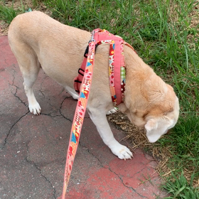 よもの今朝のお散歩の画像