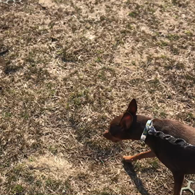 ♪お散歩動画♪代々木公園♪3/2①の画像