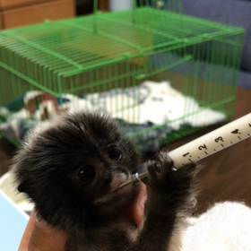 ムネアカタマリンの画像