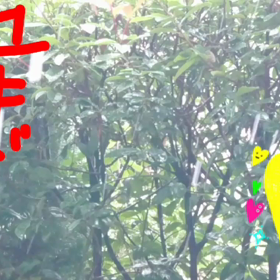 雪だぁ～の画像