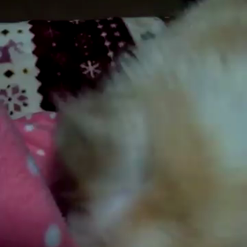 うちの子自慢の画像