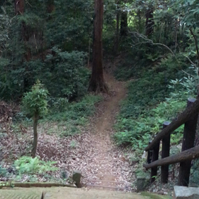 森林浴の動画1の画像