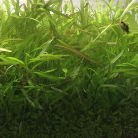 水草水槽放置　久しぶりですの画像