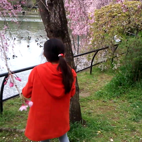 鳩と彩士 パート１の画像