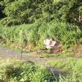 害鳥対策追加の画像