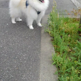 散歩にいきましたの画像