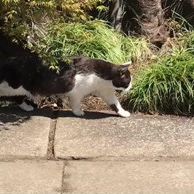 のっしのっしの画像