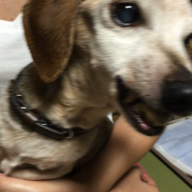 ルフィ元気の画像