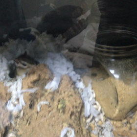 鉄郎ウォーカーに変貌❗️の画像