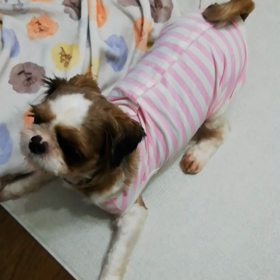 チビッコわんこの居る暮らしと《お願い》の画像