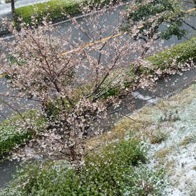 雪と桜の画像