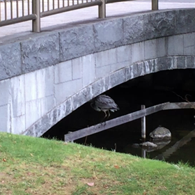 今ここ命の通信vol61の画像