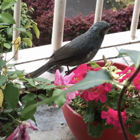 ベランダのアッヒーの画像