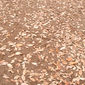 清流里山公園のドッグランの画像