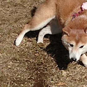 ランニングの画像