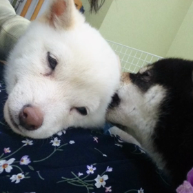 ★ 私のお膝の上が癒しで溢れていた ★の画像