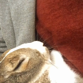 腕の中で( ˘ω˘ ) ｽﾔｧ…の画像