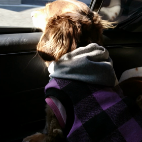 風を感じるコ☆の画像