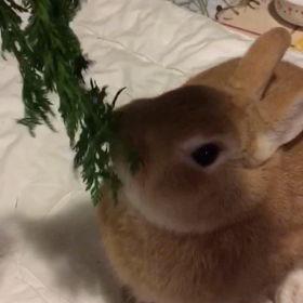 マロさんからのプレゼント動画編の画像