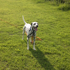 Way to the disk dogの画像