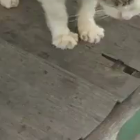 しらゆきちゃん動画シリーズの画像