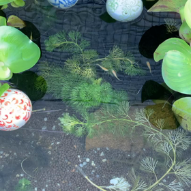 メダカ癒しの画像