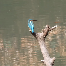 カワセミのホバリングの画像