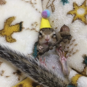 魔法使いぷぅ♪の画像