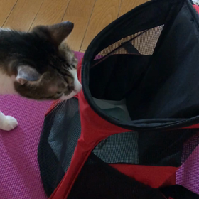 メルカリ1000ポイントの使い道、デールちゃん、もしかして小さい？の画像