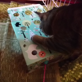 ﾁｬｯﾋﾟｰお姉ちゃんと心春さんの猫じゃらし2の画像