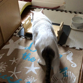 曲に合わせて？の画像