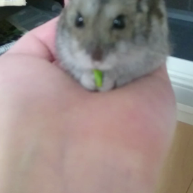 モグモグの画像