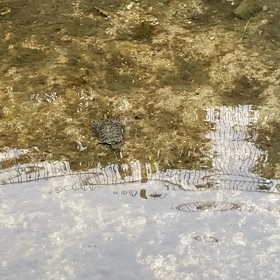 耐寒諦観の画像