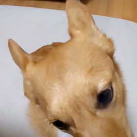 チュールチュール♪の画像