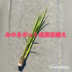 出勤前にの画像