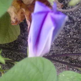 朝顔日記の画像