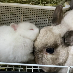 ママを思うココロの画像