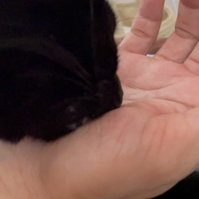 ワカメさんの画像