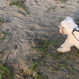♪お散歩動画♪お台場海浜公園♪の画像