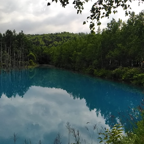 美しき青い池　北海道美瑛町の画像