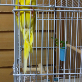 かごデビューは延期の画像