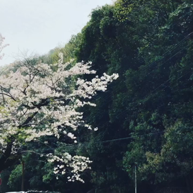 花吹雪の画像