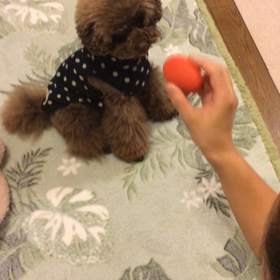 たまごちゃんの画像