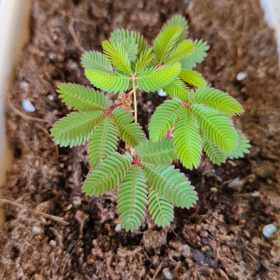 三男一人で運転して歯医者にかかってこれたの画像