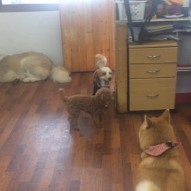 仔太郎くんのお誘いの画像