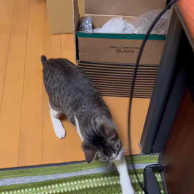ミミちゃんの様子　書斎に遊びにの画像