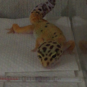 ご機嫌ななめデスの画像