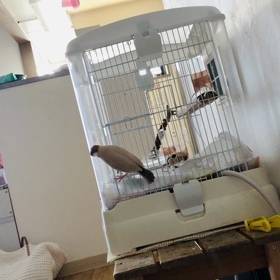 シナモン文鳥の弟の様子がの画像