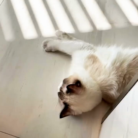 20210702 Bright IGSの画像