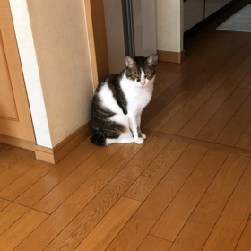 主人は会社潰れたら死ぬらしい…2人のはーい！の画像